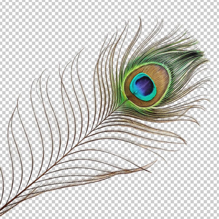 PSD las vibrantes plumas de pavo real