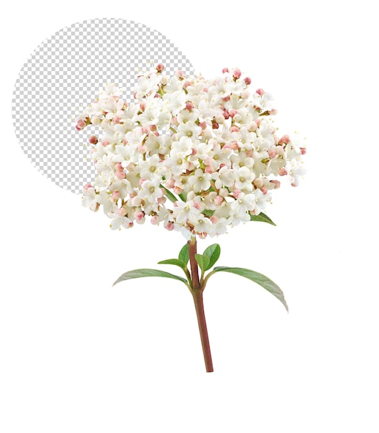 Viburnum-Blume im Gartenfrühling