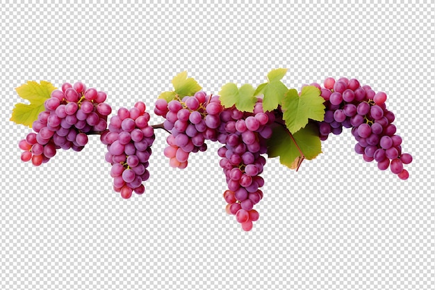 PSD videiras orgânicas frescas em fundo transparente videiras com uvas png