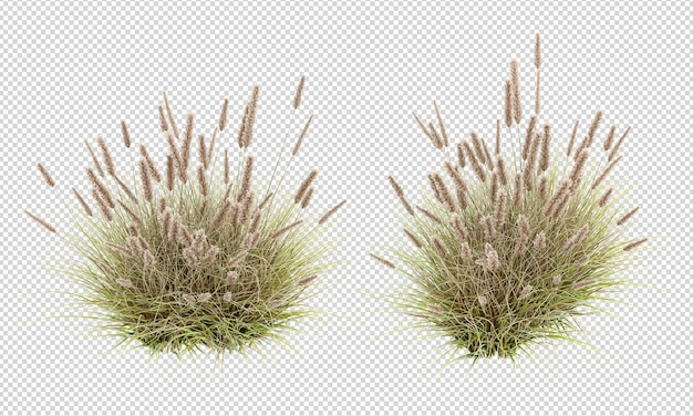 Viele schöne Schilfgräser in isoliertem 3D-Rendering