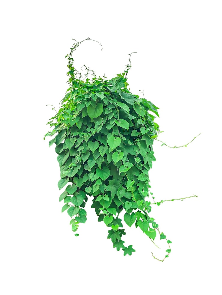 PSD vigna verde lussureggiante con foglie a forma di cuore isolate sullo sfondo png