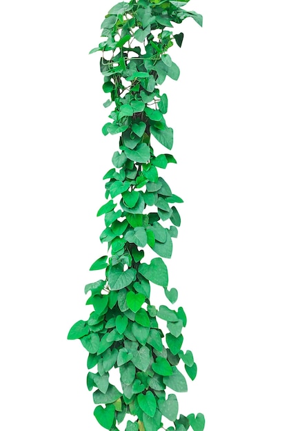 Vigne d'escalade verte ivy vert isolé png une plante verte sur un fond png noël vert