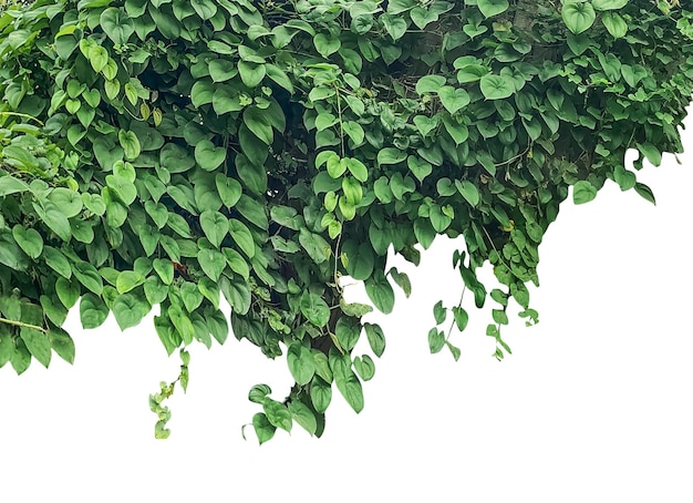 Vigne verdi lussureggianti e fogliame piante verdi appese su un albero con foglie foglie verdi vivaci su un png
