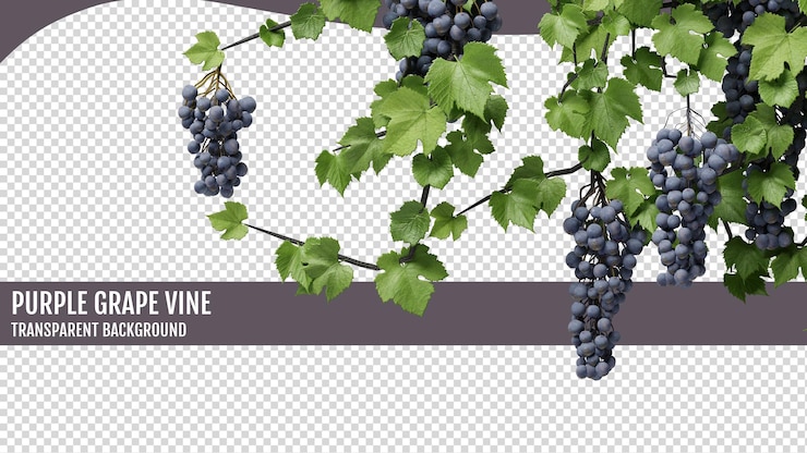 vigne violette sur un fond transparent