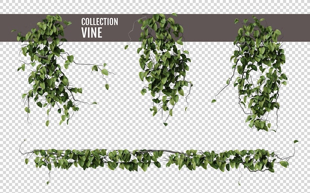 Des vignes en gros plan sur un fond transparent