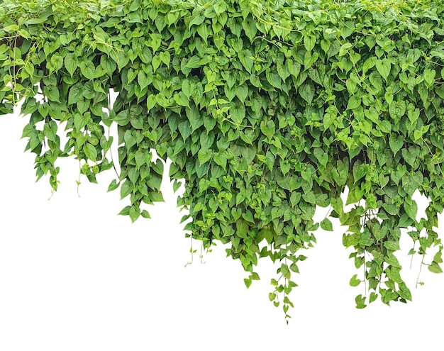 Des vignes vertes denses et des feuilles suspendues vers le bas Des feuilles de lierre vertes fraîches créent un feuillage naturel
