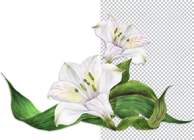 Vignette von weißen Alstroemeria-Lilien. Romantische Komposition für Hochzeiten und Valentinstag. Aquarellillustration, Rahmen für Glückwünsche und Einladungen