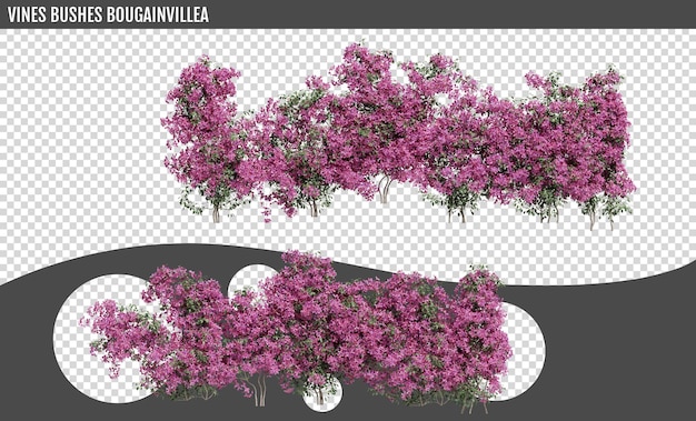 PSD viñas arbustos de bougainvillea sobre un fondo transparente