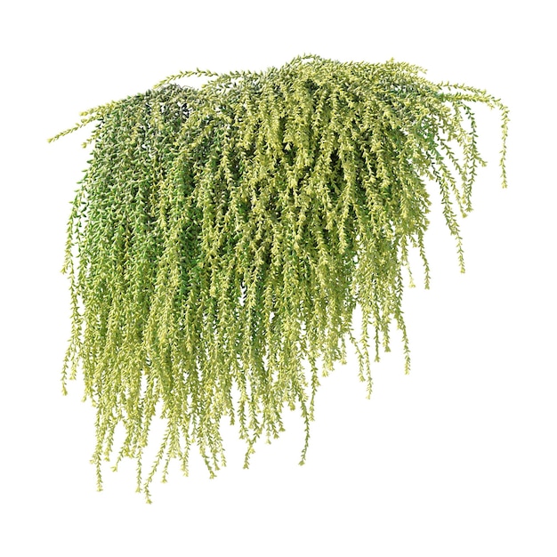 Viñas Plantas trepadoras Plantas de borde Plantas de pared de hiedra