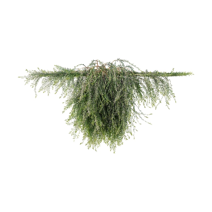 PSD viñas plantas trepadoras plantas de borde plantas de pared de hiedra