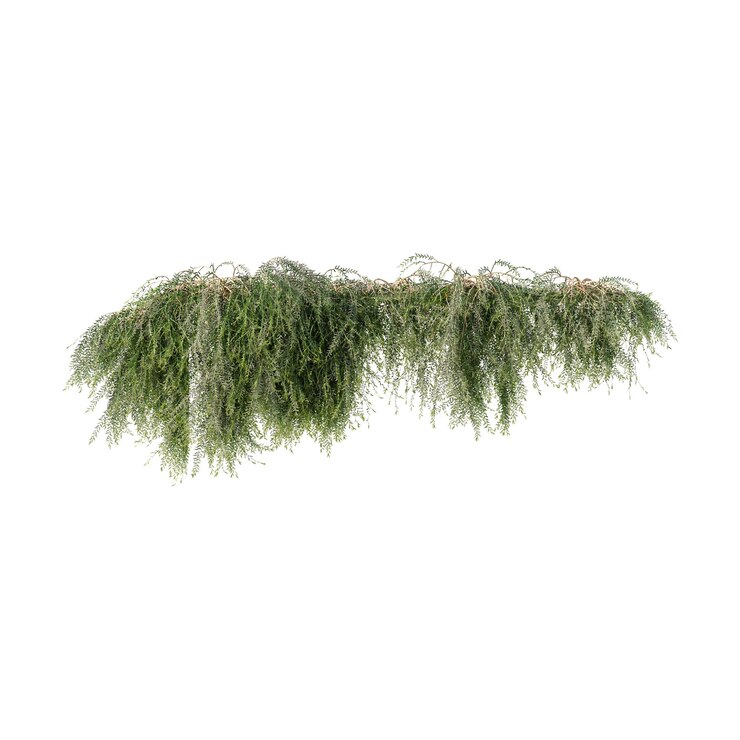 PSD viñas plantas trepadoras plantas de borde plantas de pared de hiedra