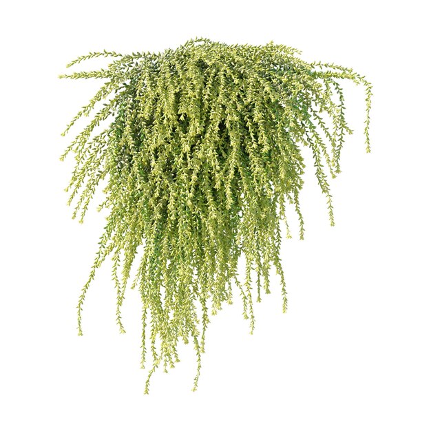 Viñas Plantas trepadoras Plantas de borde Plantas de pared de hiedra