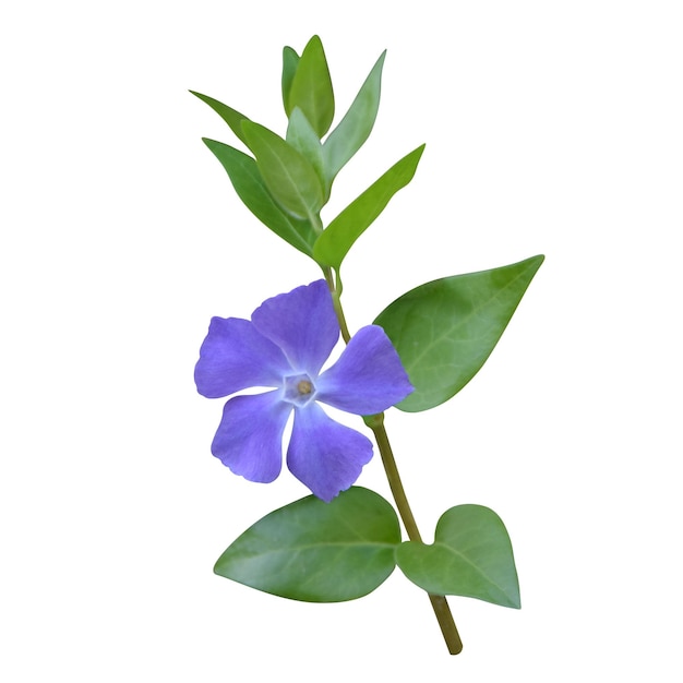 PSD vinca major bígaro de hoja grande aislado archivo png y psd transparente