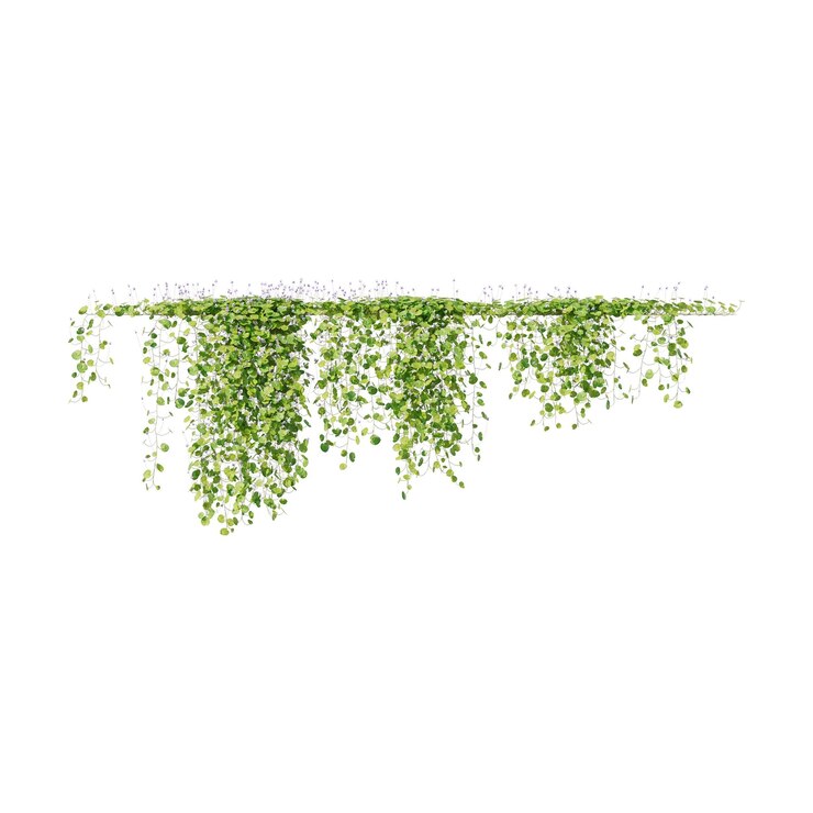 PSD vines climbing plants edge plants ivy wall plants