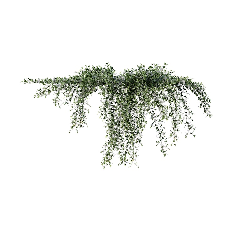 PSD vines climbing plants edge plants ivy wall plants