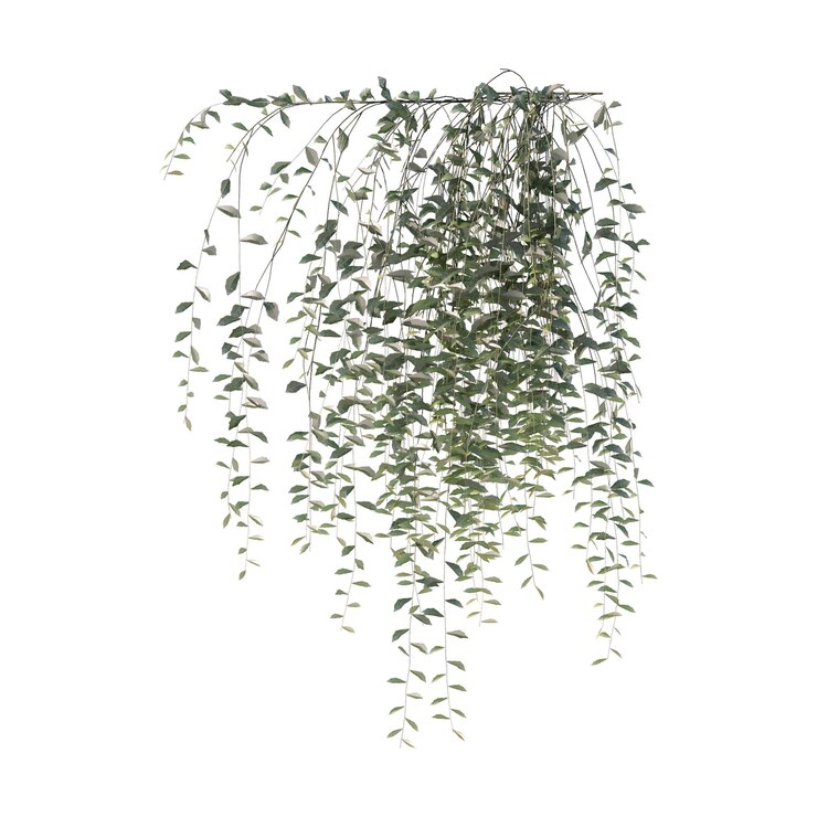 PSD vines climbing plants edge plants ivy wall plants