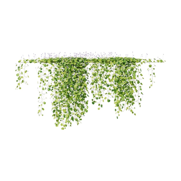 Vines Climbing Plants Edge Plants Ivy Wall Plants