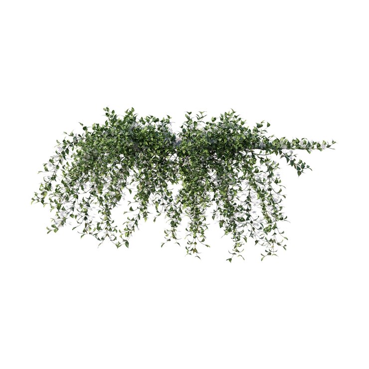 PSD vines climbing plants edge plants ivy wall plants