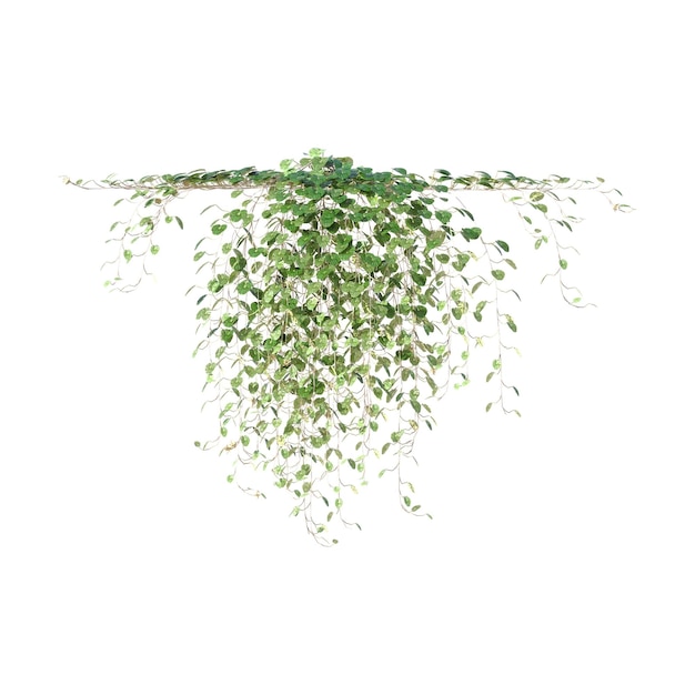 Vines Ivy Plant Climbing plant Overlay (coperta di piante arrampicate)