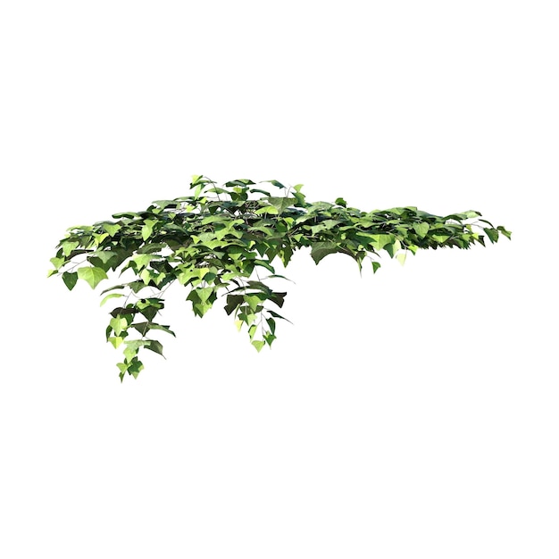 Vines Ivy Plant Climbing plant Overlay (coperta di piante arrampicate)