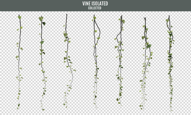 Vinha recolhida isolada sobre um fundo transparente