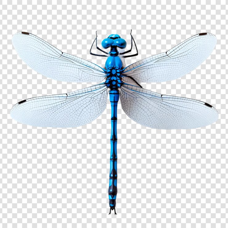 PSD visión detallada de la libélula azul alas de insectos fotografía macro de la naturaleza