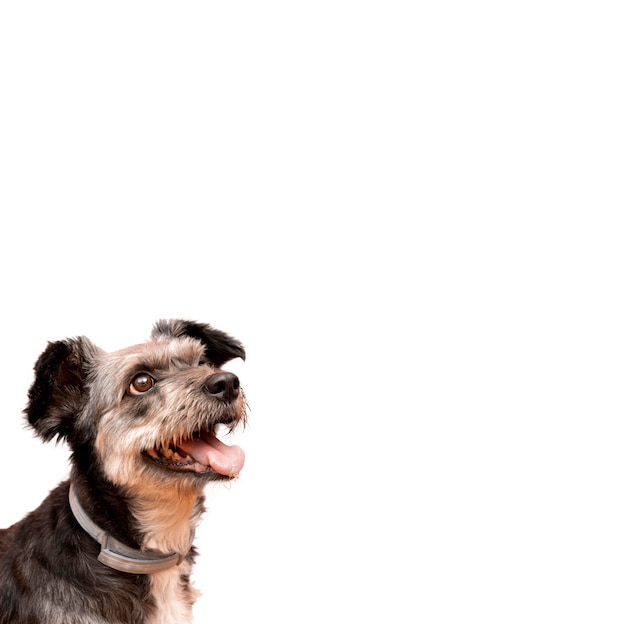 Vista de adorable perro mascota