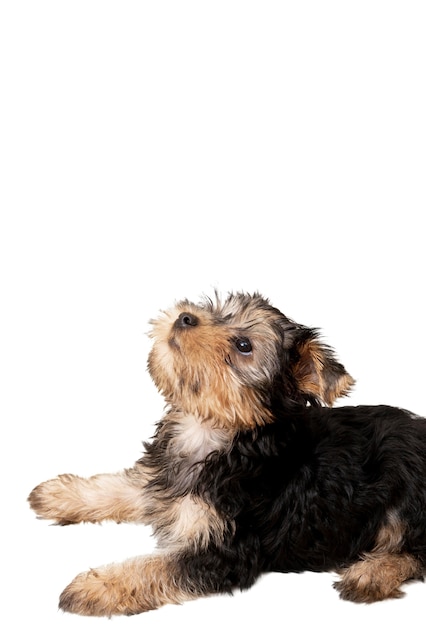 Vista de adorable perro mascota