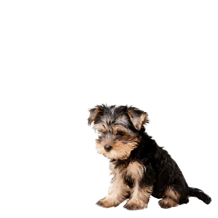 PSD vista de adorable perro mascota