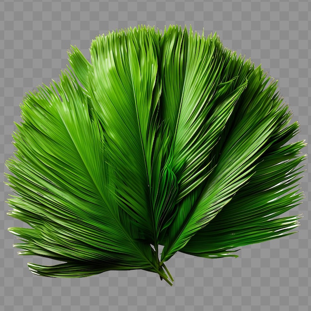 Vista aislada de una pila de hojas de palma de coco que exhiben Ph PNG PSD Decoración de hoja transparente