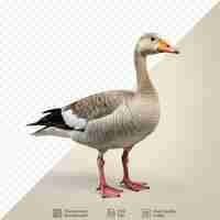 PSD vista completa do corpo de greylag goose sozinho contra um fundo transparente