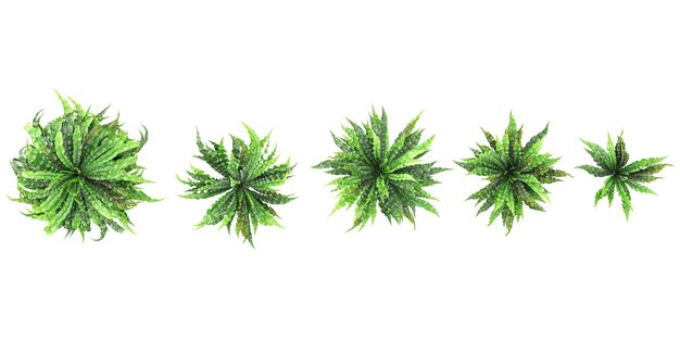 Vista dall'alto di bellissimi alberi di Asplenium nidus Crispy Wave isolati su uno sfondo trasparente