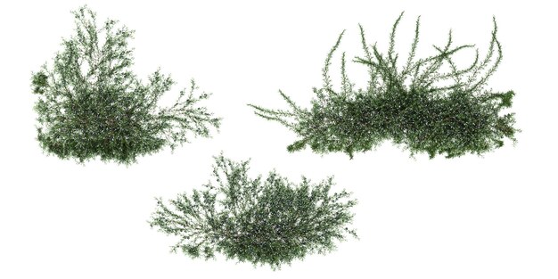Vista dall'alto di Rosmarinus officinallis prostrato Rosmarino strisciante su uno sfondo trasparente isolato
