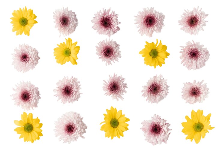 PSD vista de belas flores em floração