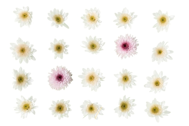 Vista de belas flores em floração