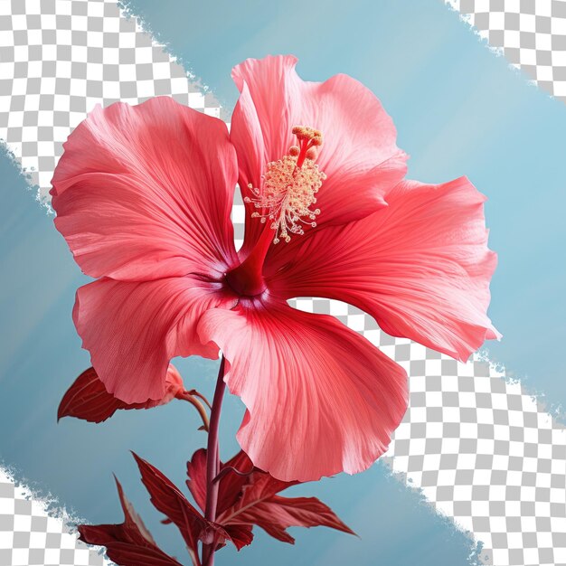 PSD vista de perto de uma flor de hibisco vermelho em um fundo transparente