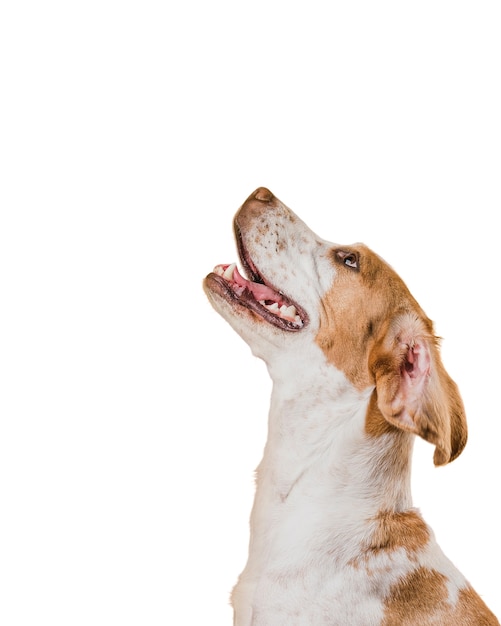 Vista del simpatico cane da compagnia marrone e bianco