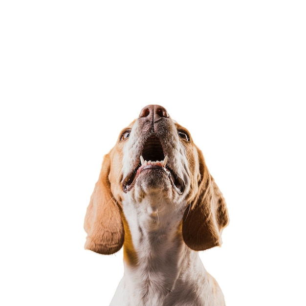 PSD vista do cão de estimação bonito marrom e branco