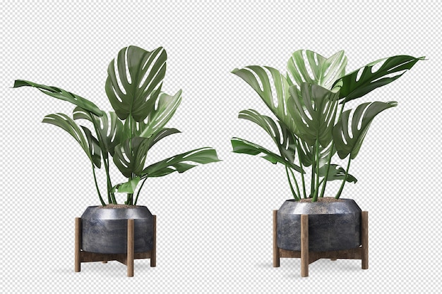 Vista frontal da planta Monstera em vaso em renderização 3D