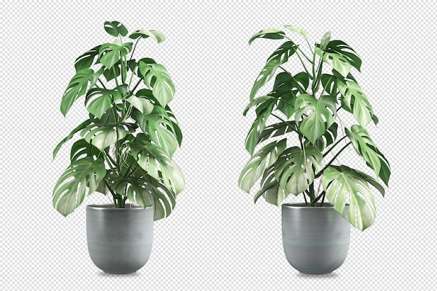 Vista frontal de la planta monstera en maceta en 3d rendering