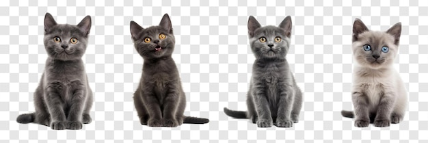 vista frontal de todo el cuerpo de un gatito de Chartreux sonriendo aislado en fondo transparente PSD