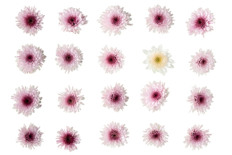 PSD vista de las hermosas flores en flor