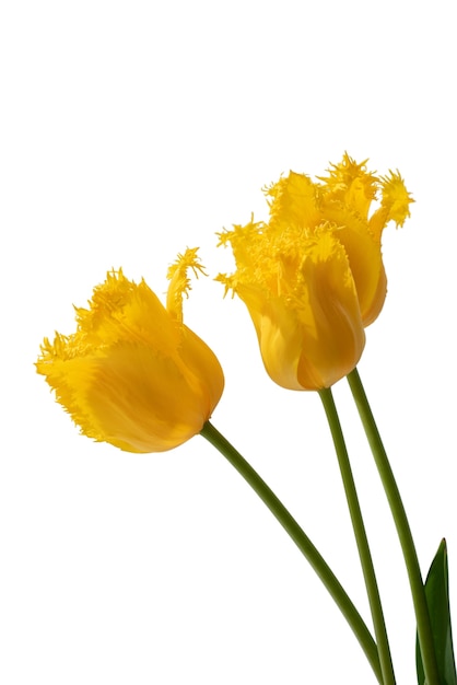 Vista de hermosas flores de tulipán en flor