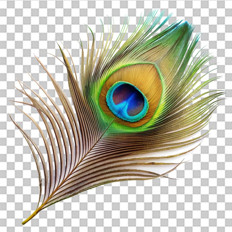 PSD vista lateral de una sola pluma de pavo real aislada sobre un fondo transparente