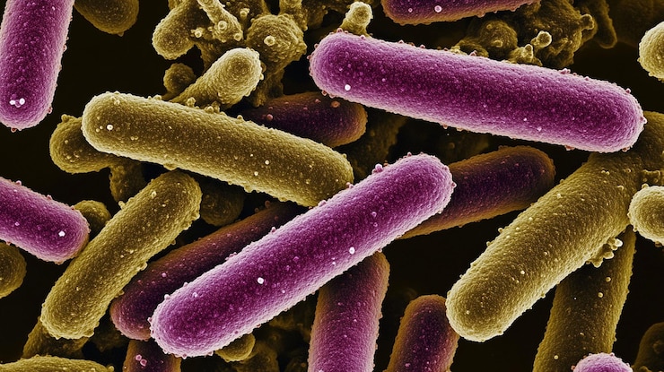 PSD vista microscópica de bactérias em forma de haste em cores variadas ilustrando a diversidade de vida microbiana