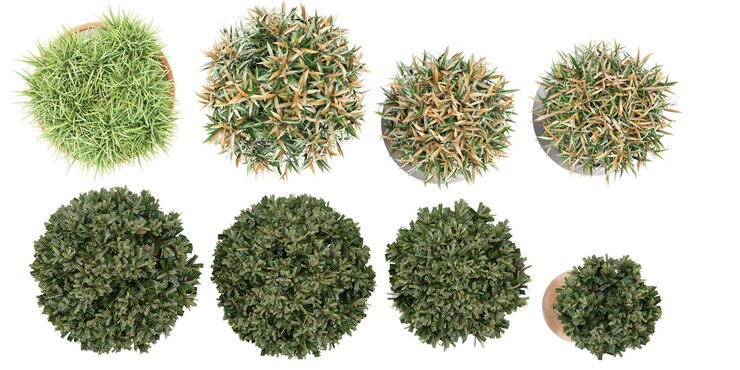 PSD vista superior da coleção de fundo transparente isolada zebra grass laurus nobilisoleander