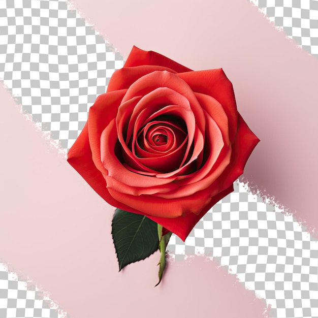 PSD vista superior de uma linda rosa vermelha contra um fundo transparente