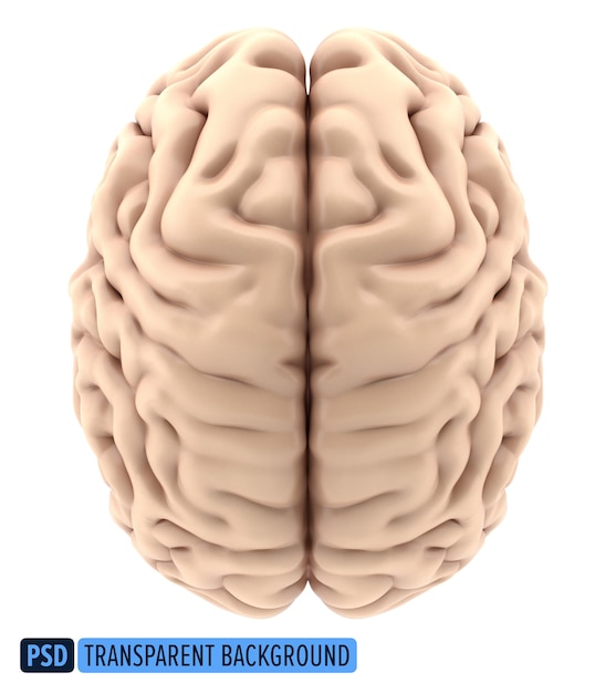 Vista superior do cérebro humano em 3D em um fundo transparente
