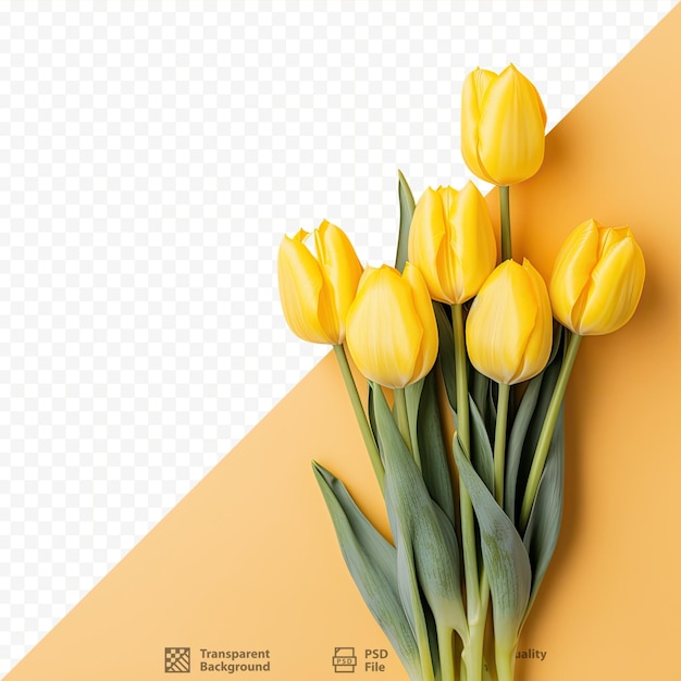 Vista superior enfoque selectivo de las flores de tulipán amarillo en un fondo transparente