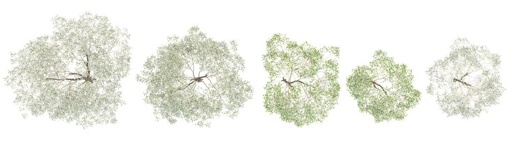 PSD vista superior de floweing dogwood blanco árboles aislados sobre un fondo blanco